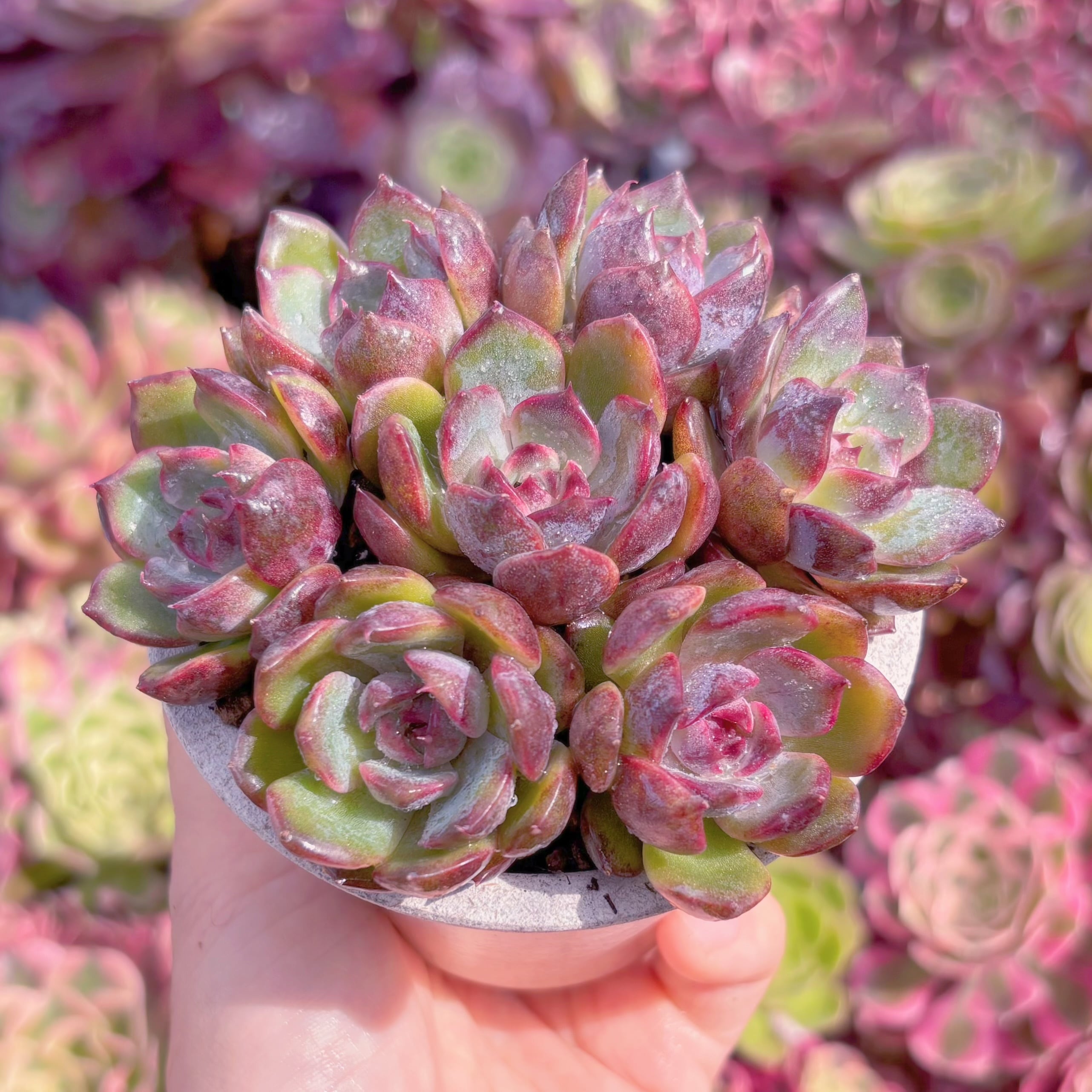 多肉植物 Black pink(7苗) 新入荷 るる農園 | るる農園~多肉植物専門