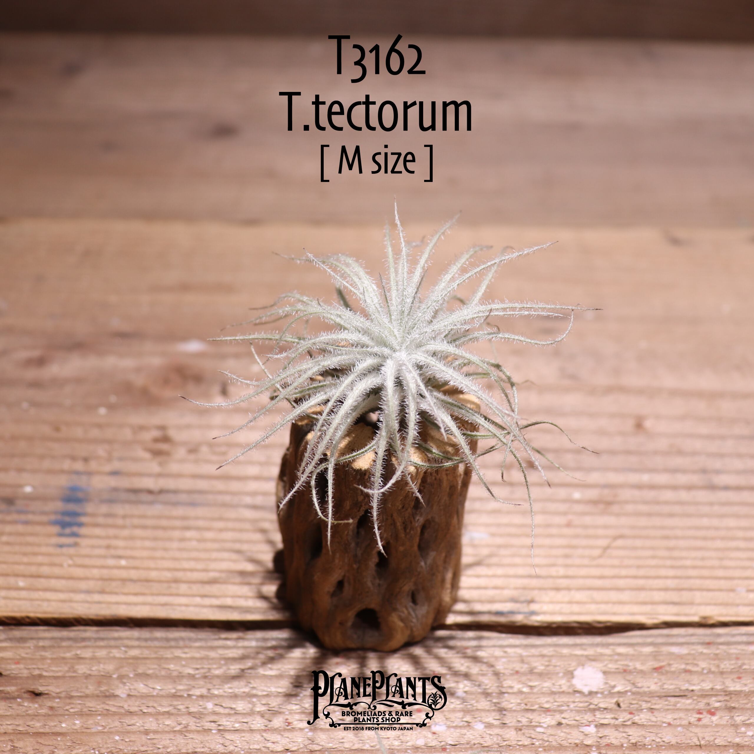 【送料無料】テクトラム M〔エアプランツ〕現品発送T3162