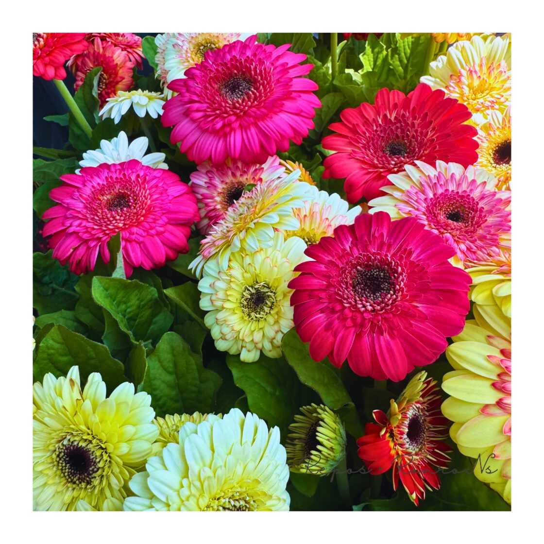 2苗販売】ガーベラ：カートホイール『ストロベリーツイスト』(3.5号