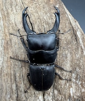 【WD】《ハンステインヒラタ原名亜種 53mm ペア》