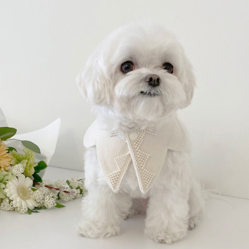 〈予約アイテム〉EYOU ケープ / White day cape (Triangle)