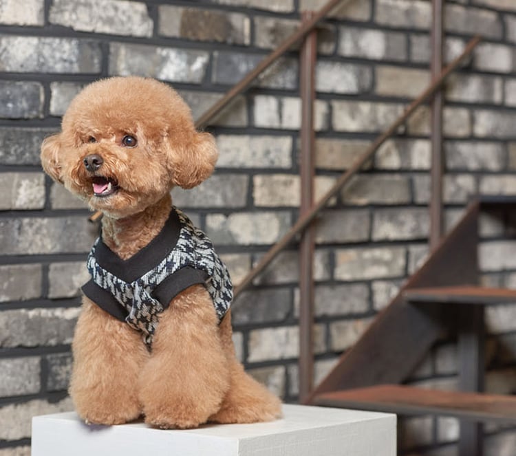 ニットクロップドトップス S ~ 2XL 4color  /  犬服 新作 秋冬 ショート丈 crop top クロップドトップス 小型犬 中型犬 ペット洋服 ドッグウェア ペット用品　b46