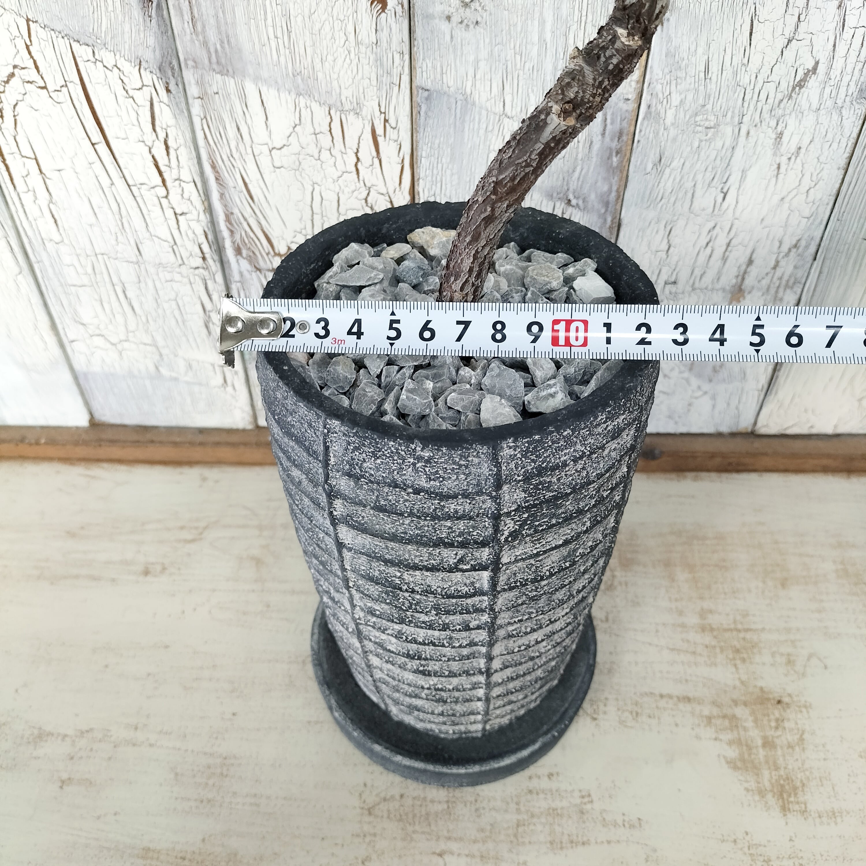 フィカス バンビーノ 曲げ 観葉植物 | 陽華園 フィカス バンビーノ 曲げ 観葉植物 | 陽華園