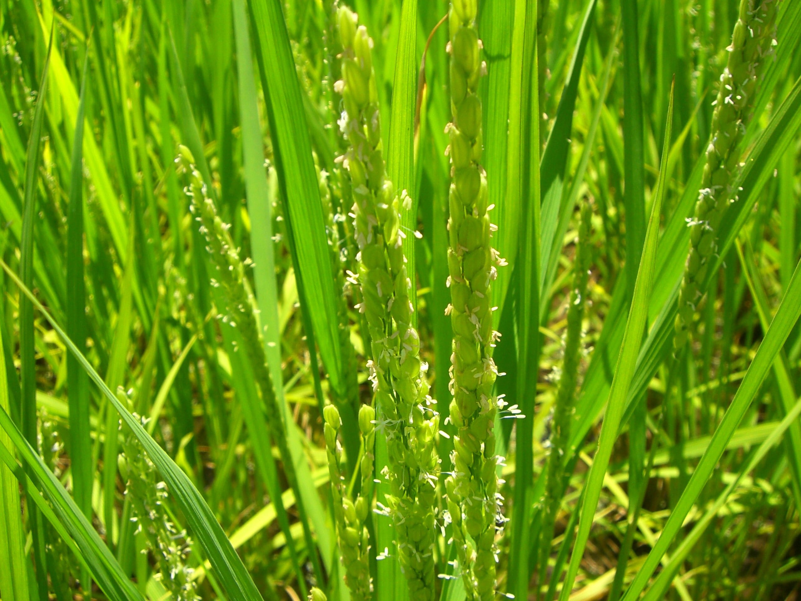 R7年産・広島米 【農家直米】コシヒカリ 10k（精米後9kg） 【送料