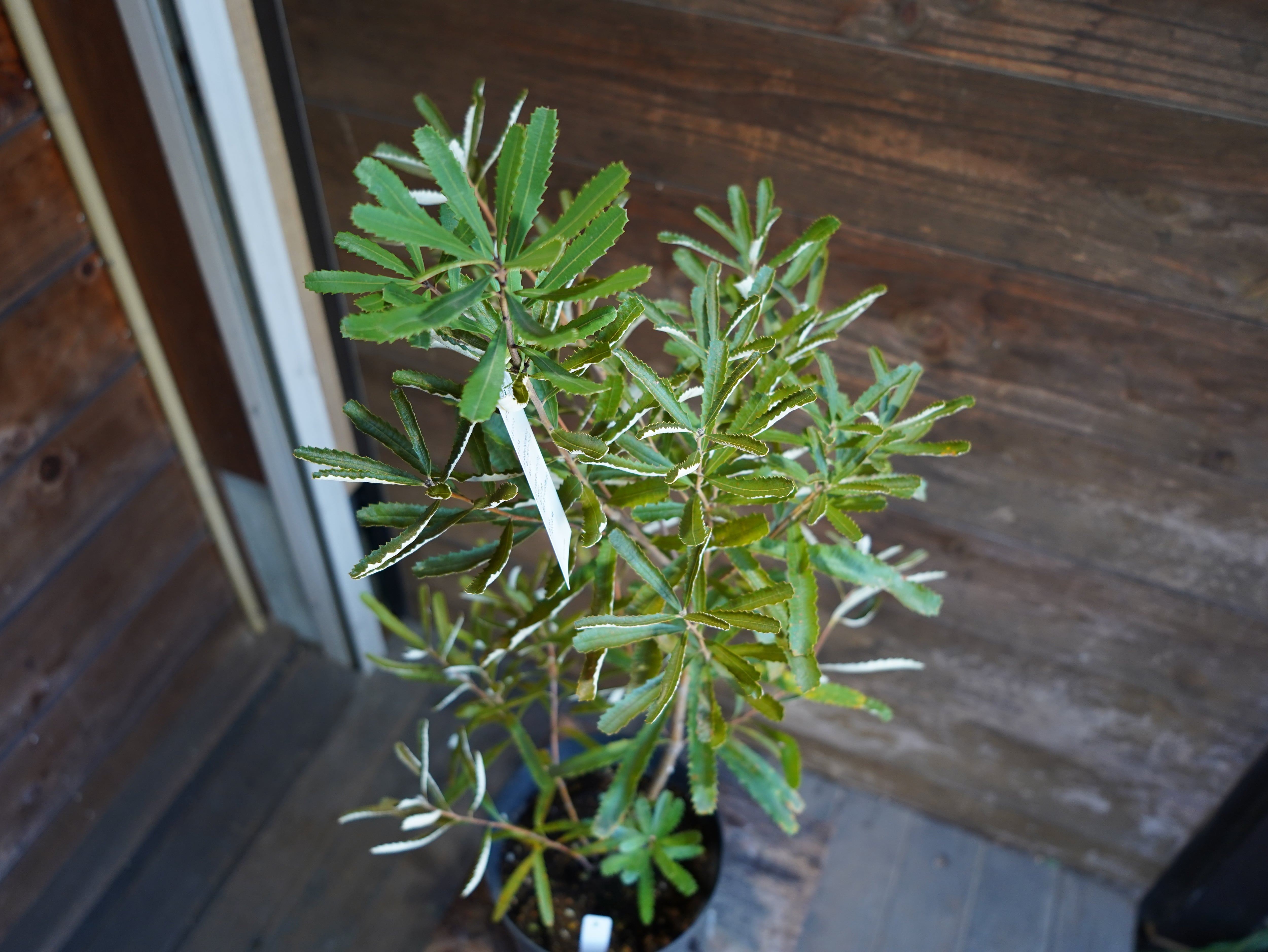 【現物】バンクシア　”オブロンギフォリア”　B