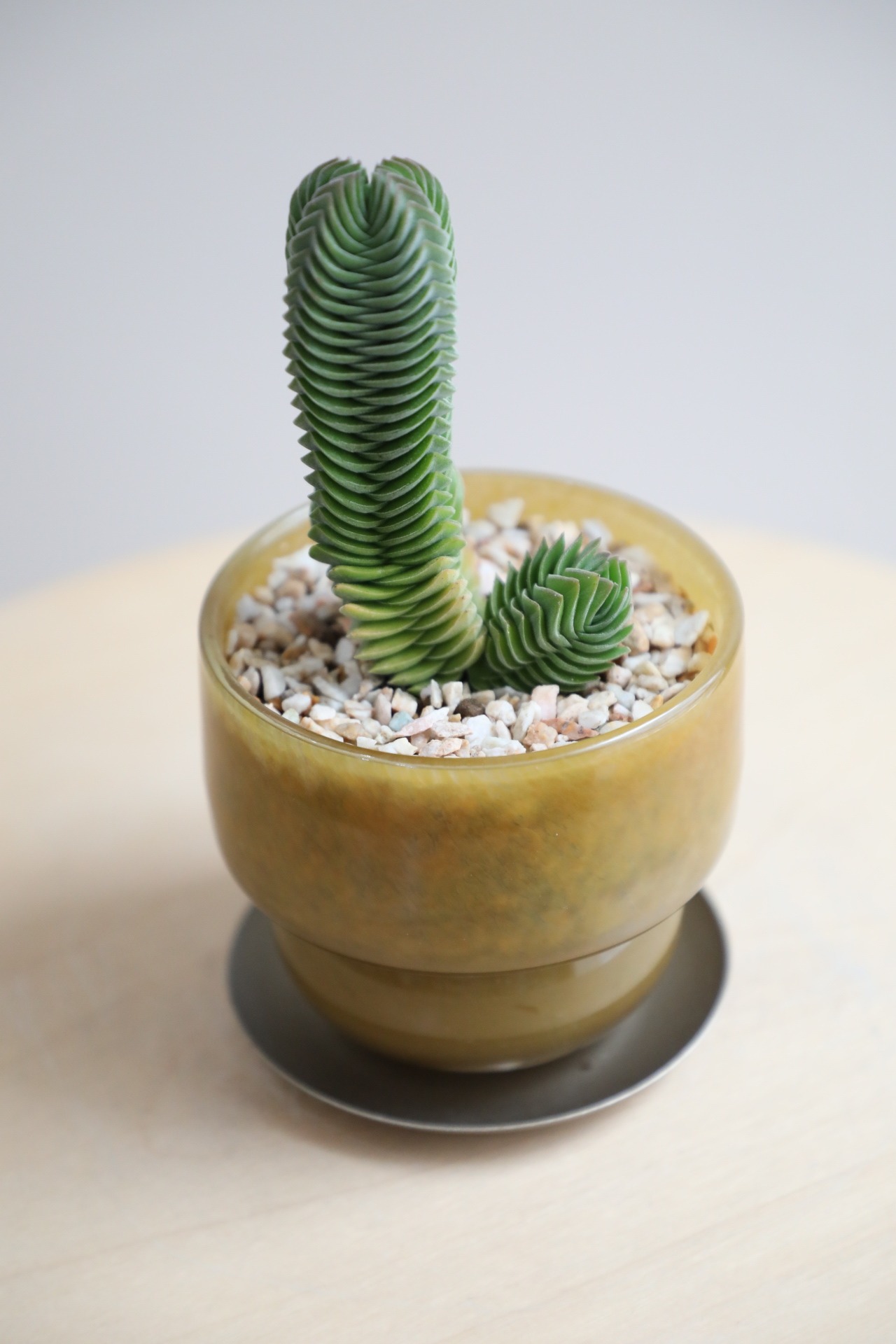 【S】クラッスラー キムナッキー/Crassula