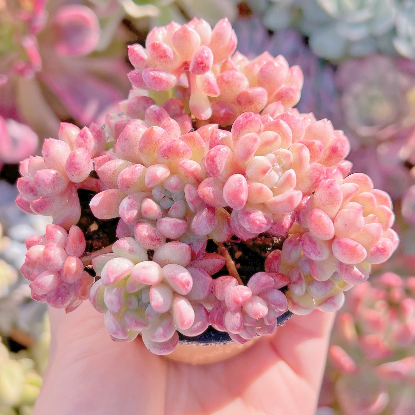 現品　萌豆#239    群生　るる農園