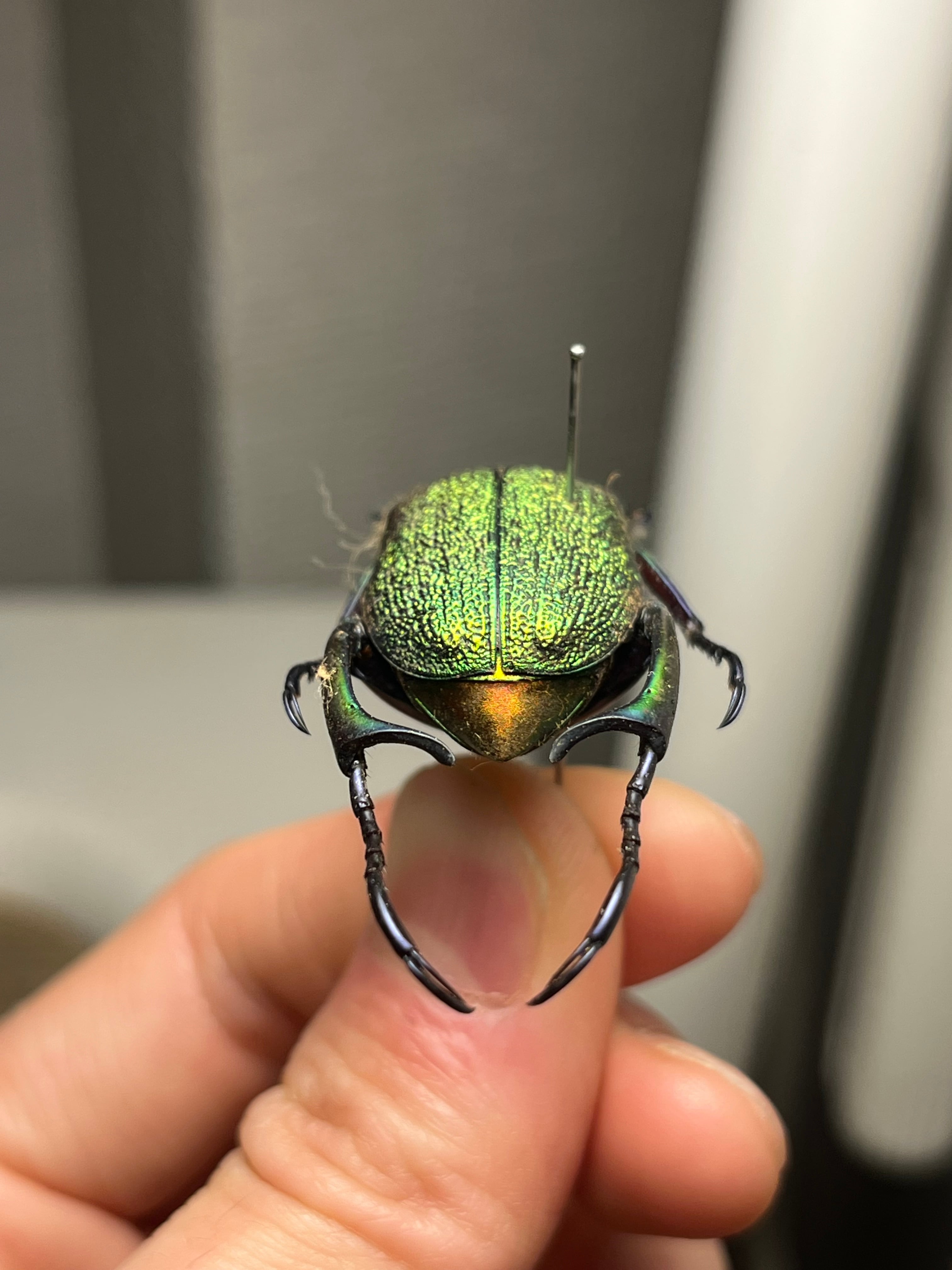 32mm】アシナガミドリツヤツヤコガネ 昆虫標本 プラチナコガネ