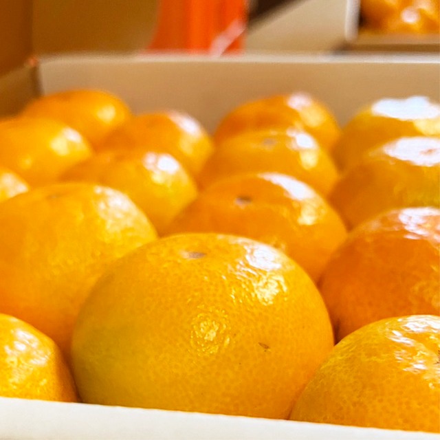 2026奇跡の糖度！有田みかん 【5kg】《送料無料》