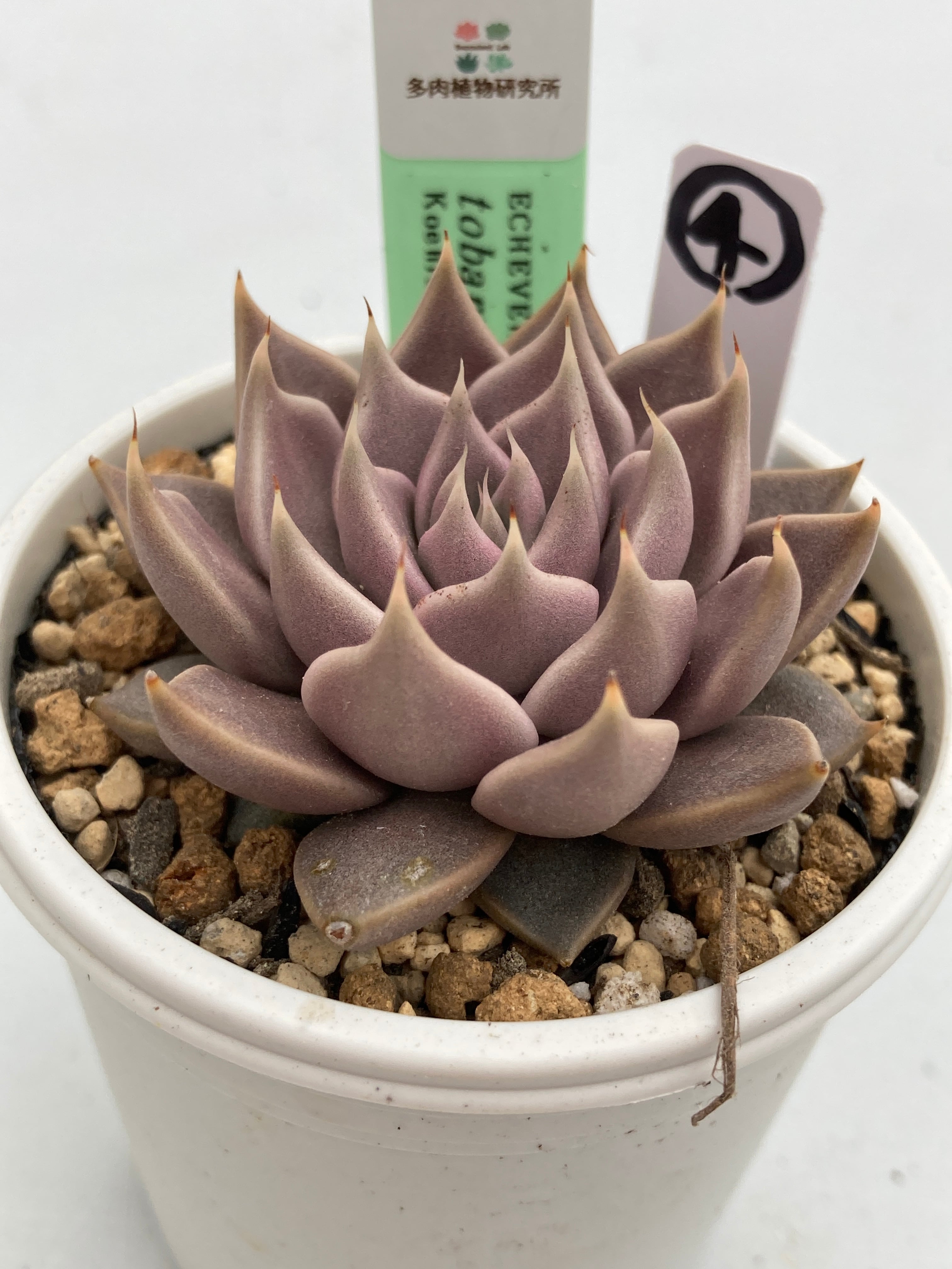 ロメオxトバレンシス 多肉植物 エケベリア