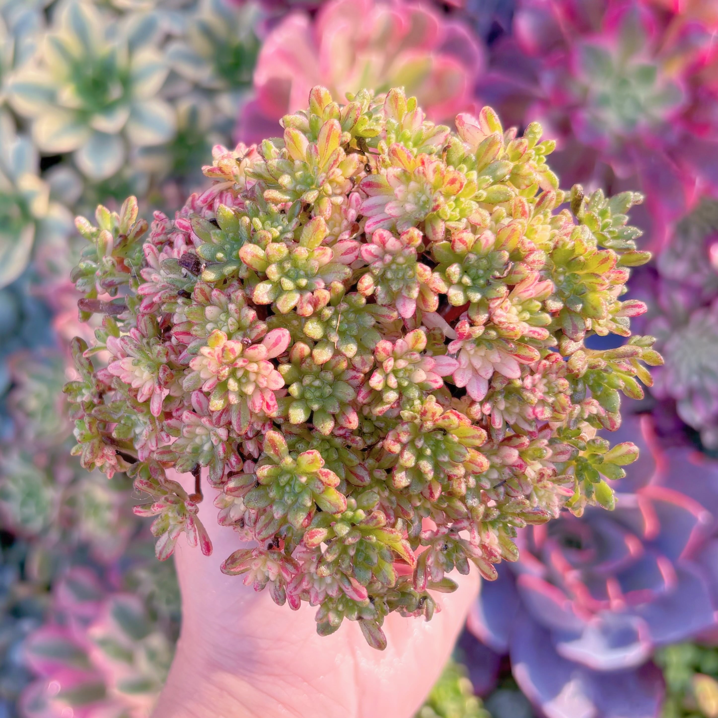 現品　小人の祭り錦#M204　るる農園