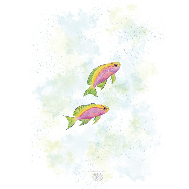【海のいきものアートポスター／魚】ベントラリスアンティアス