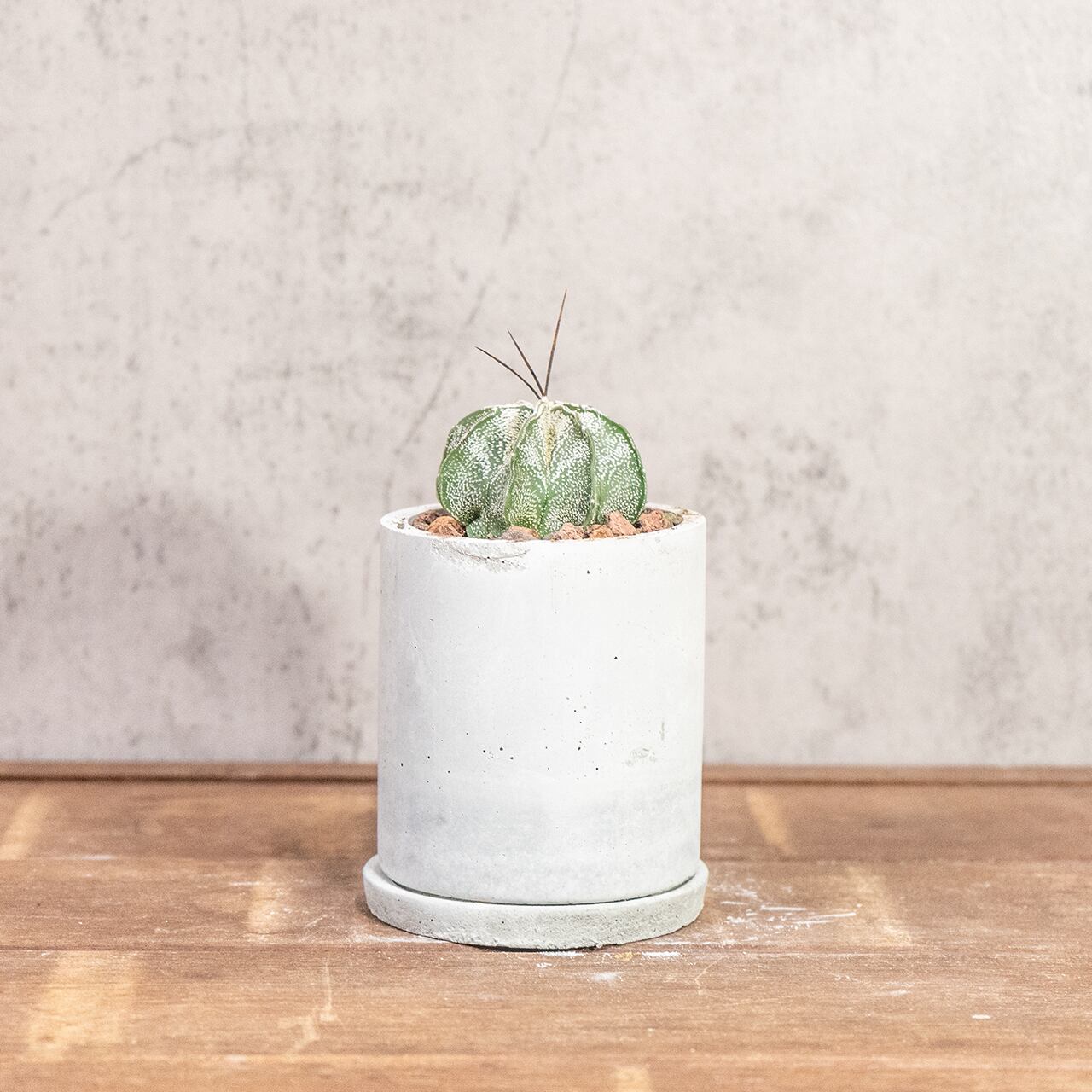 ニベウム(Astrophytum niveum)|雪のような白斑が美しいアストロフィツム属の逸品【虫発生抑制/手作りモルタル鉢】