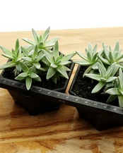 鉢植え グノマ Dudleya gnoma