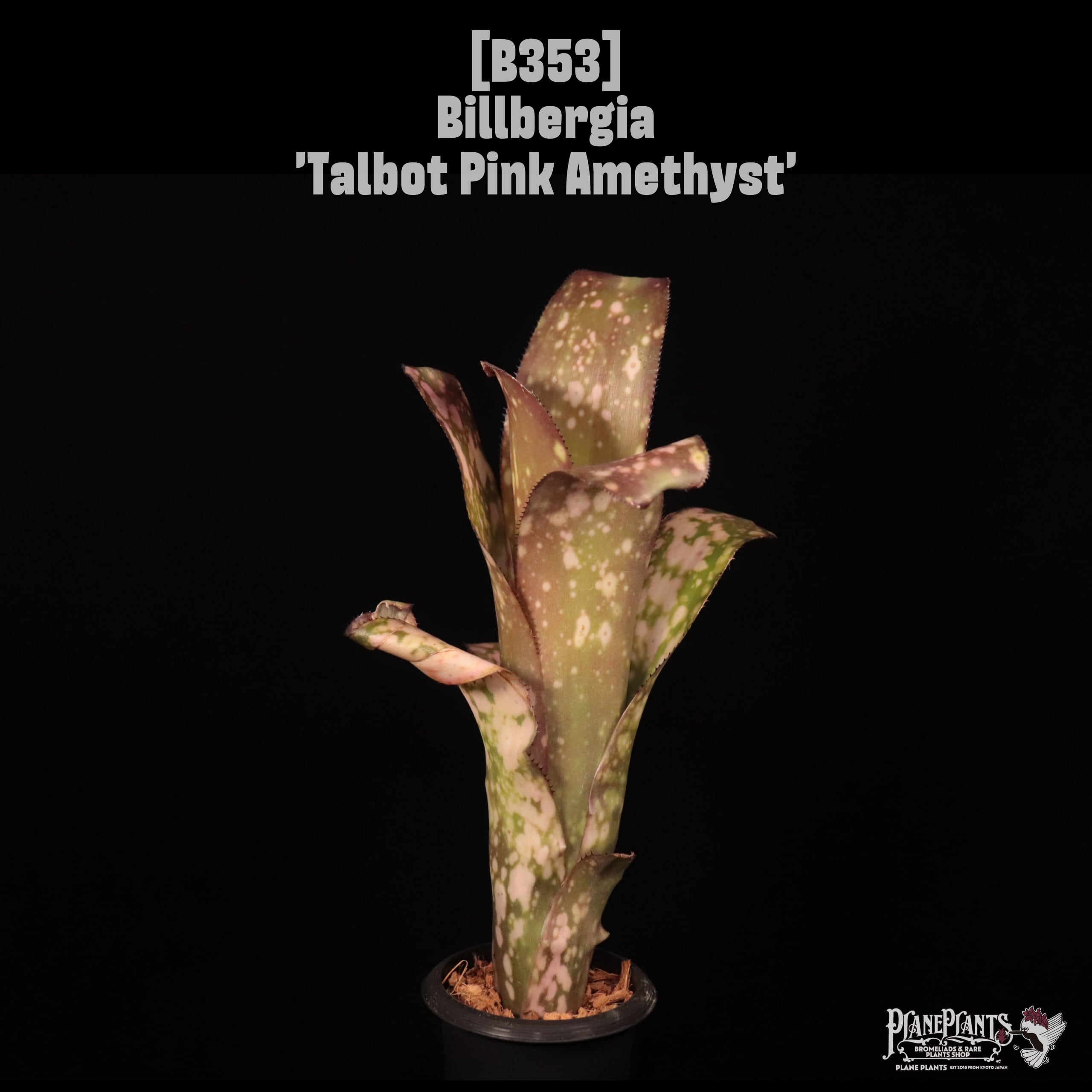Billbergia | plane plants