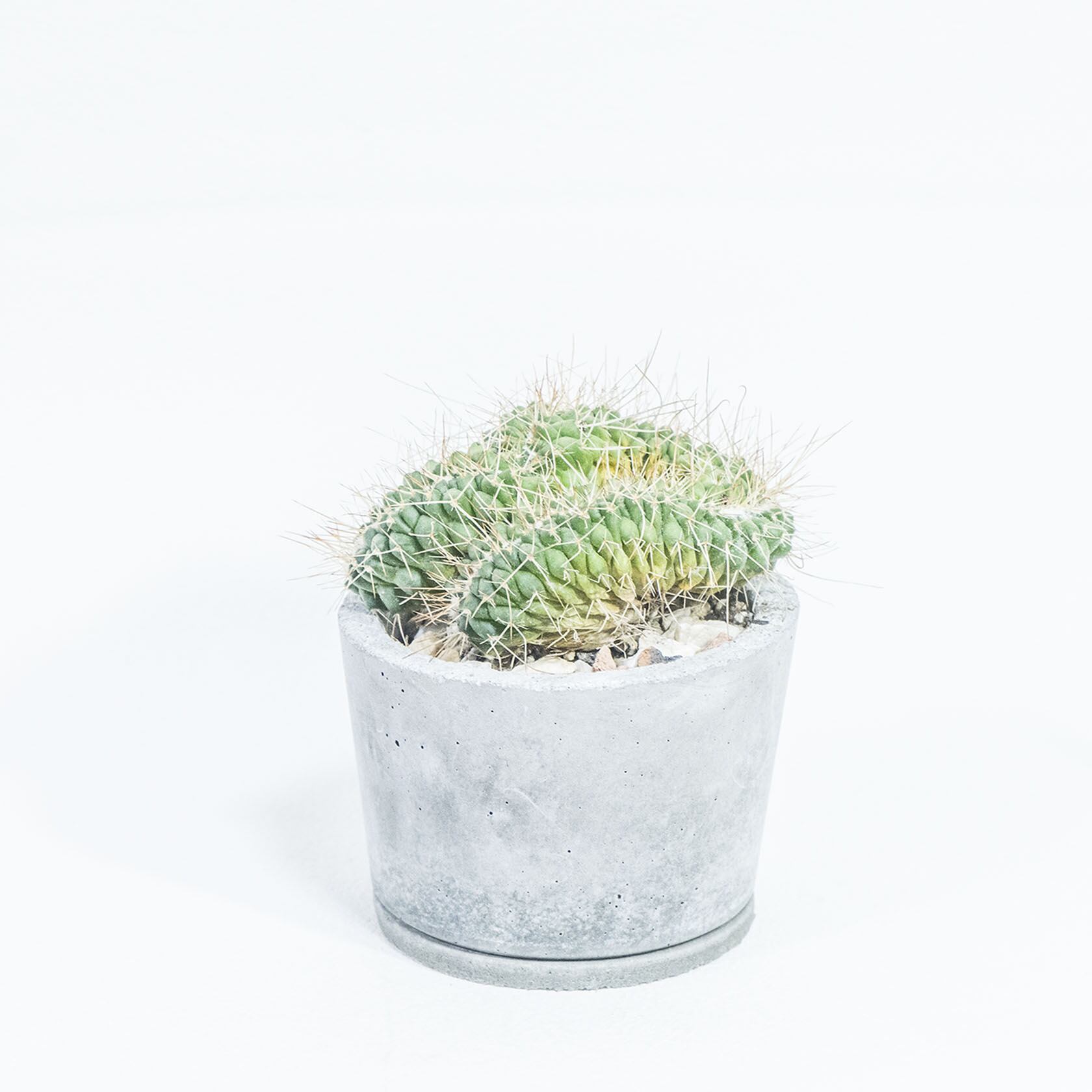 マミラリア・白棘白竜丸（綴化） 独特な造形と迫力あるボリューム感が魅力 自作モルタル鉢の一点物