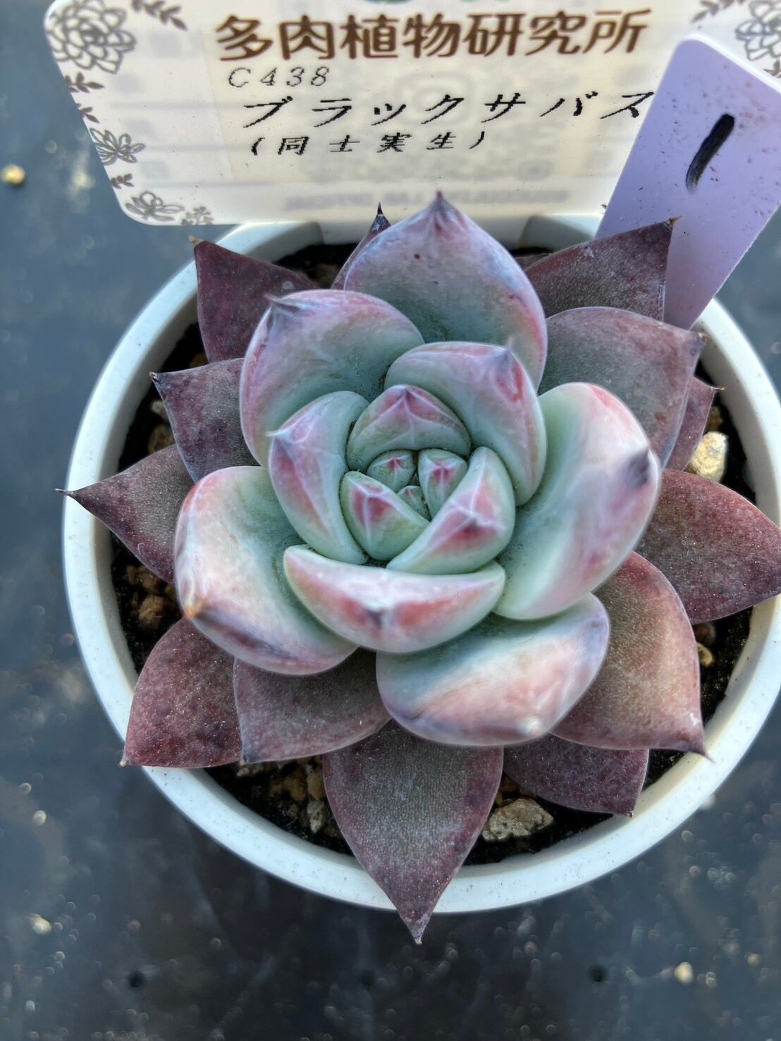 現物商品】elegans La Paz エレガンス ラパス 個数制限あり ② | 多肉