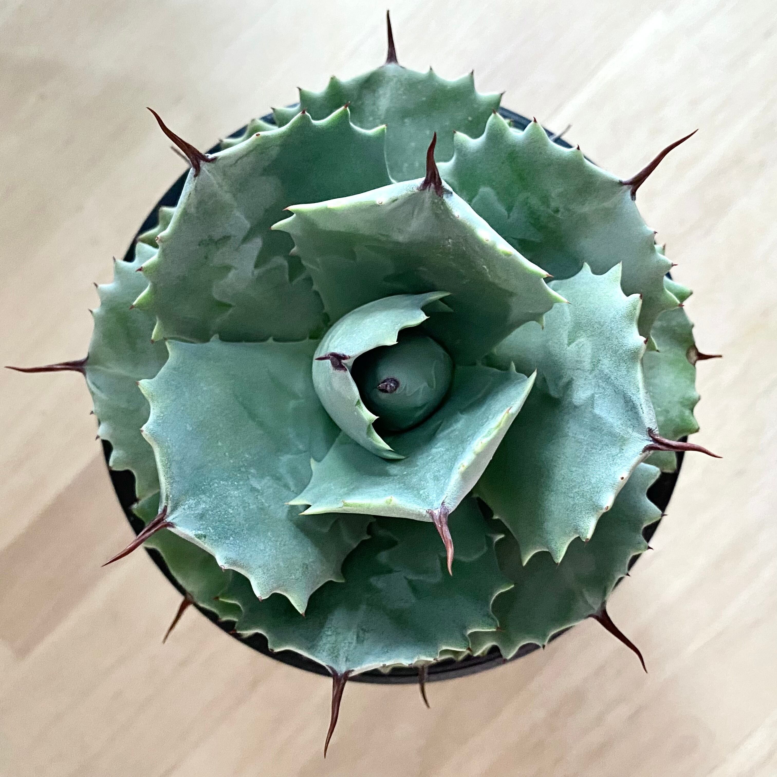 agave isthmensis /アガベ カブトガニ 【観葉植物】【多肉植物