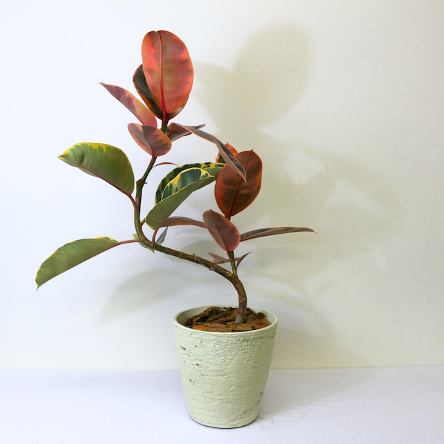 観葉植物】フィカス ルビー ゴムの木 曲がり仕立て 7号 鉢カラー 観葉植物】フィカス ルビー ゴムの木 曲がり仕立て 7号 鉢カラー