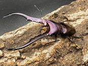 【美麗】《メタリフェルホソアカ 75mm ペア》わたくわ氏ブリード個体