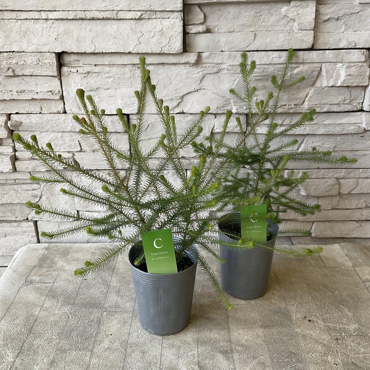 ウエストリンギア ライムライト | 橋本種苗園