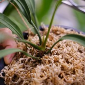 アンスリウム ビッタリフォリウム AnthuriumVittarifolium⑫