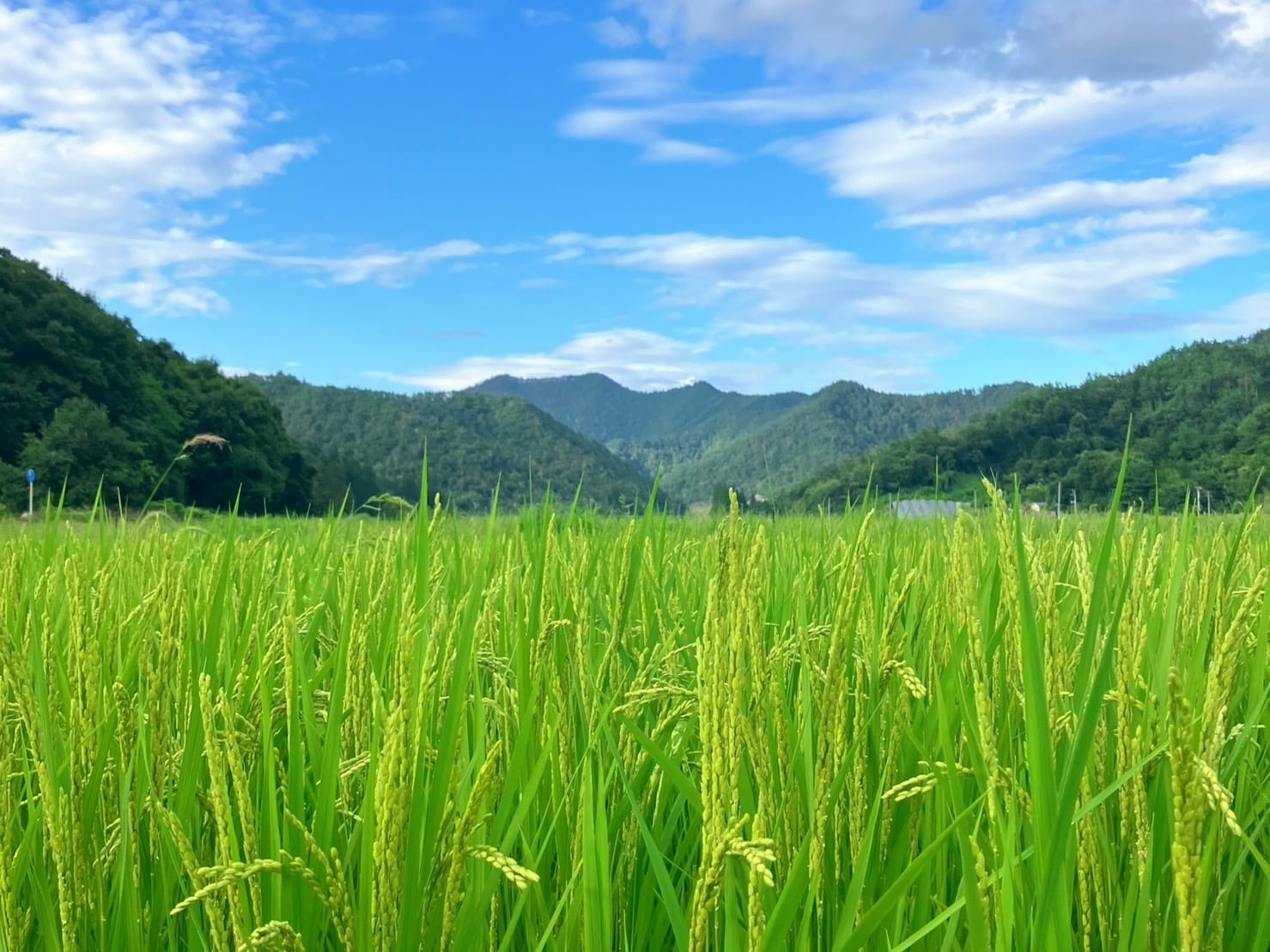 10kg】自然栽培《ササニシキ》（令和7年産） | 自然栽培 天地人