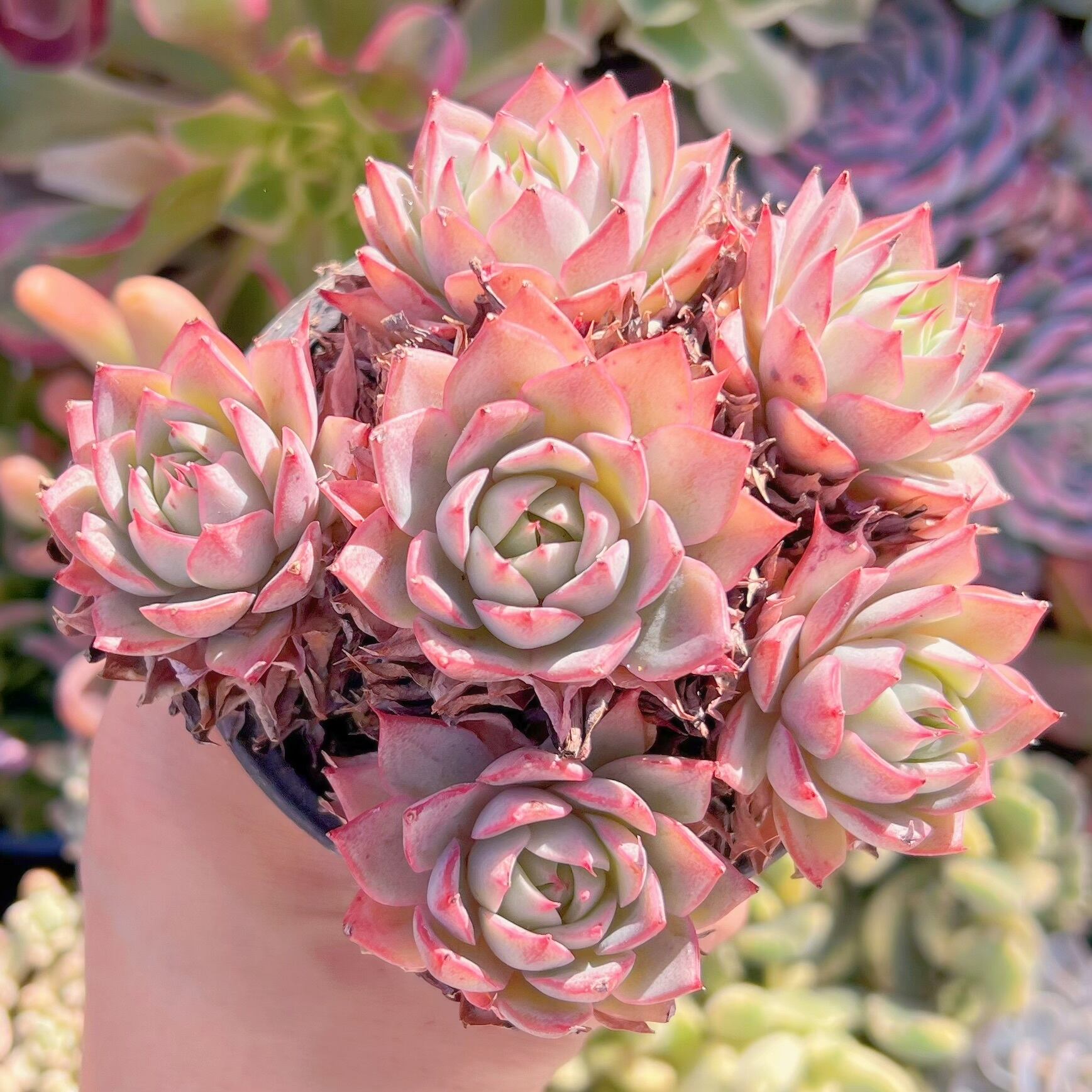 現品　リンゼアナ#A17　大群生　るる農園