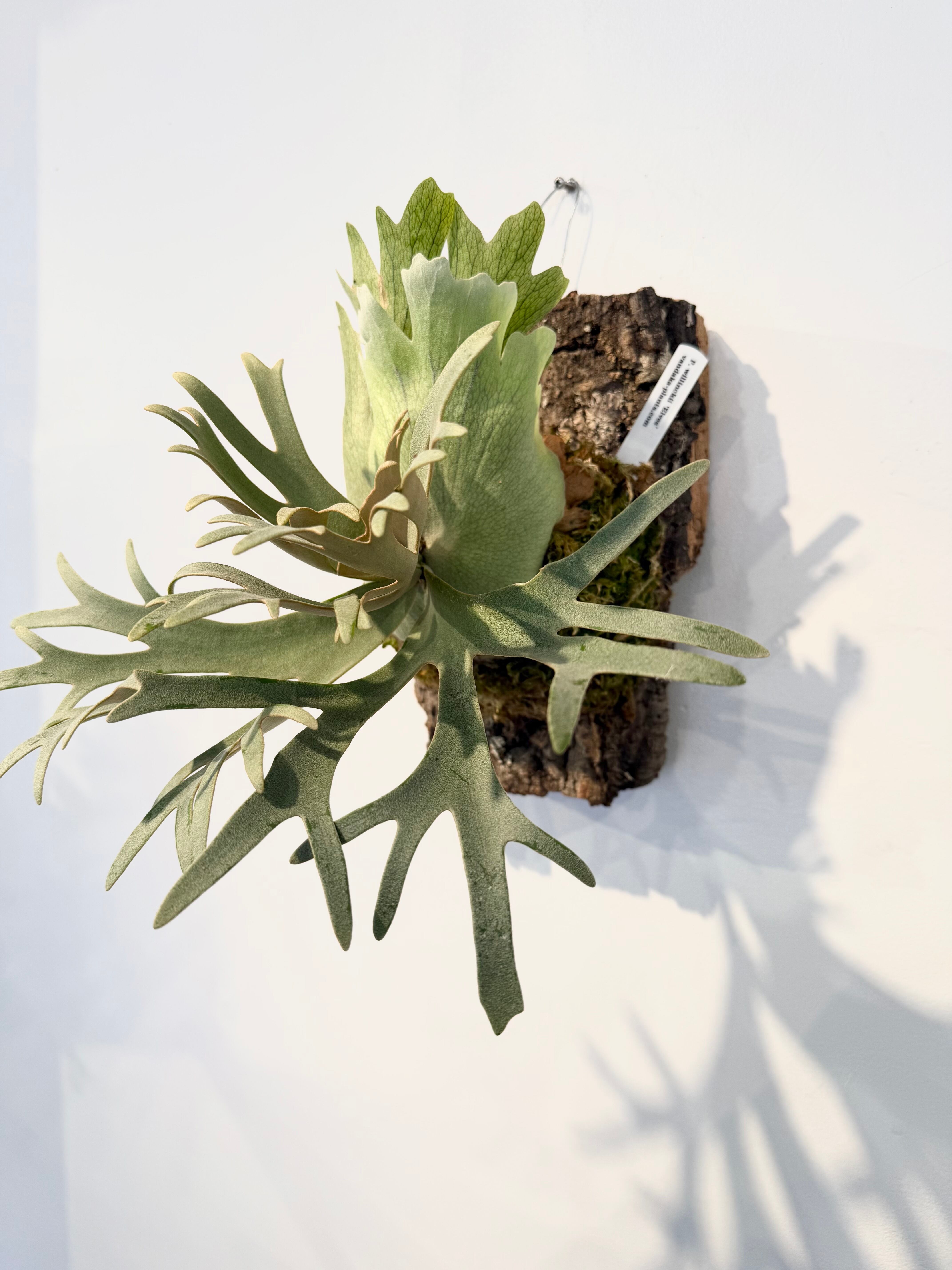 a) P. willinckii 'Elves' ビカクシダ ウィリンキー 'エルベス