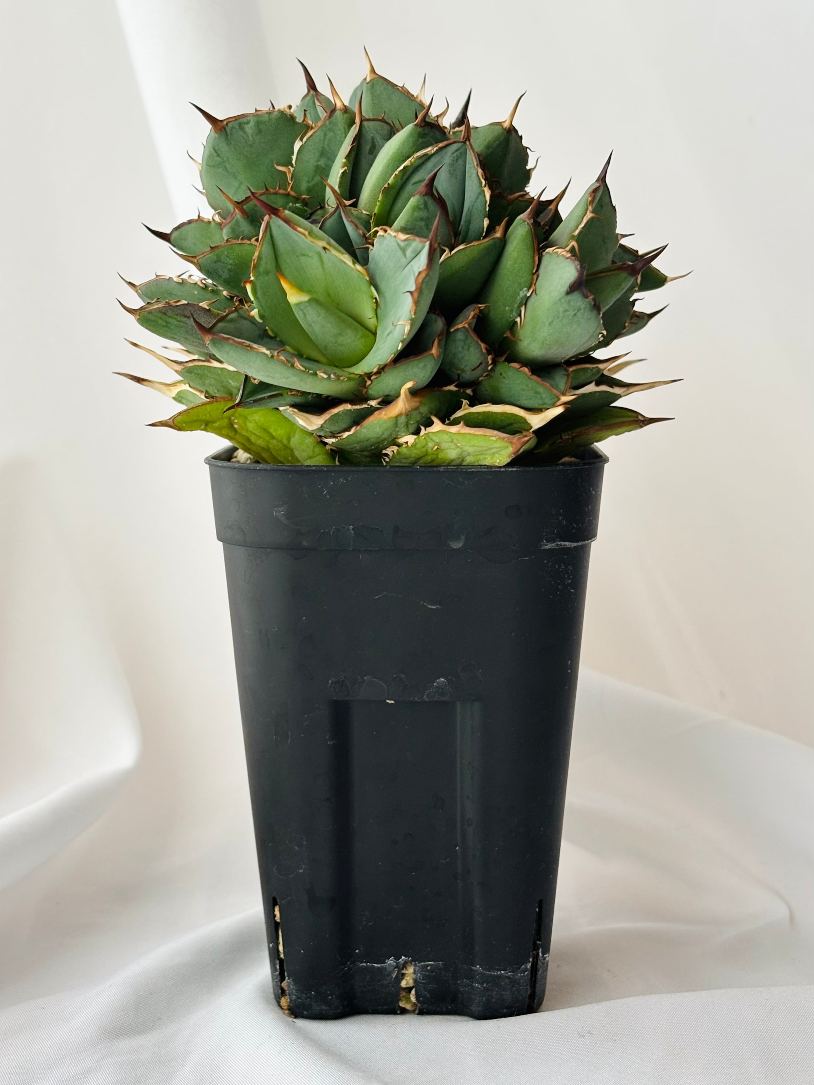 アガベ チタノタブルー モンスト株 Agave titanota アガベ チタノタ モンスト 多肉植物 | plants MARU