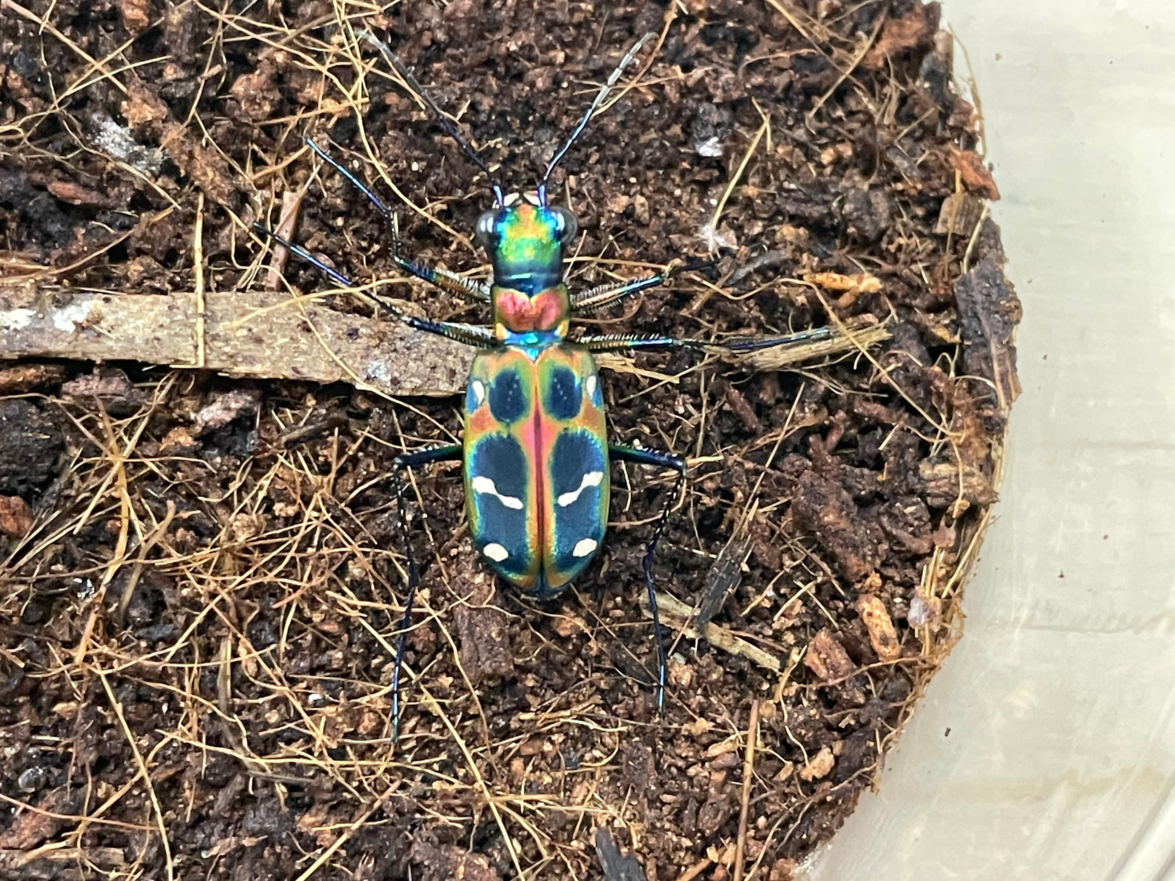 オキナワハンミョウ3匹セット | 奇蟲・昆虫・甲殻類販売 crab dear