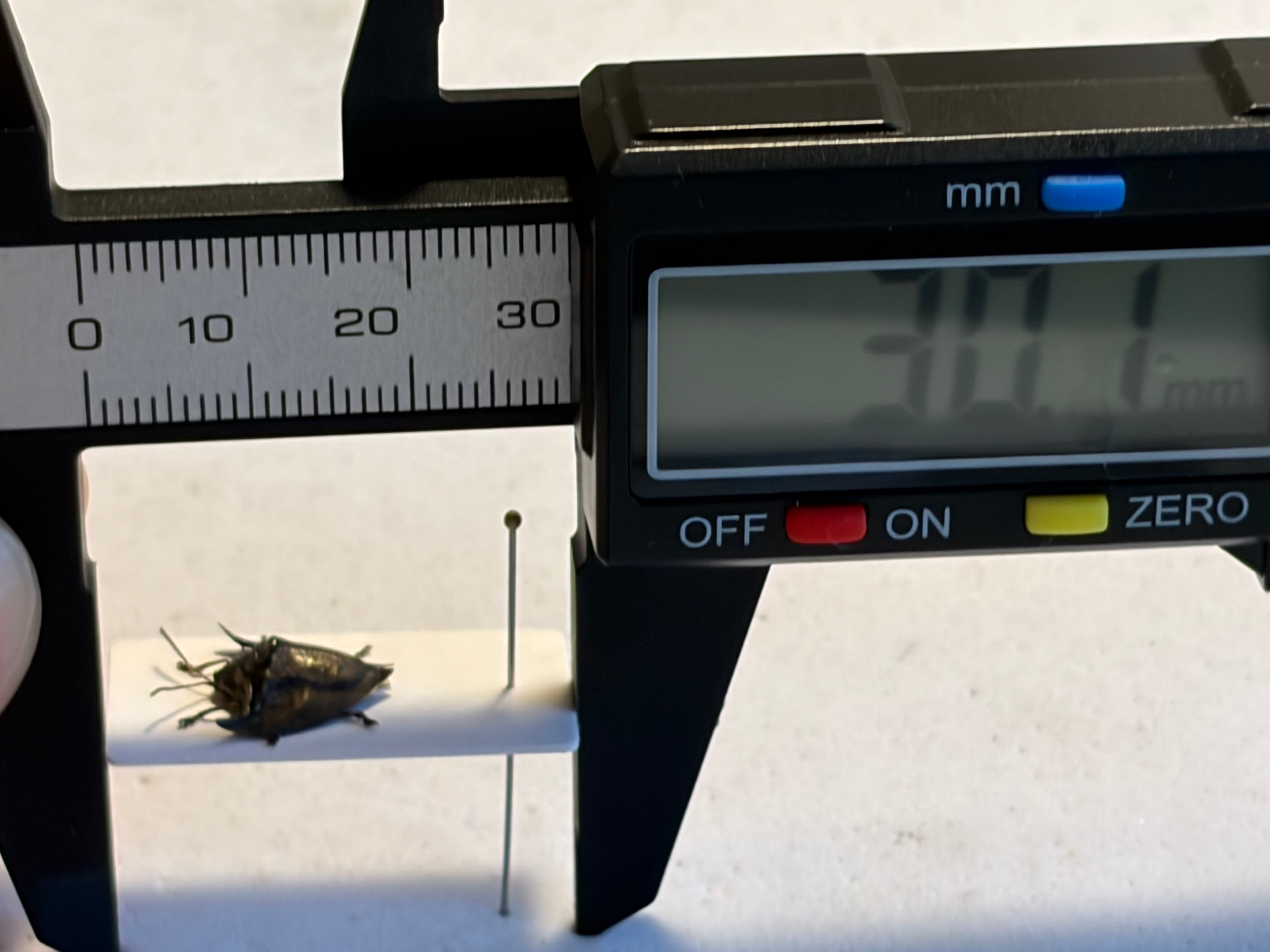 10mm】ヤジリコモリハムシ 標本 Acromis venosa カメノコハムシ
