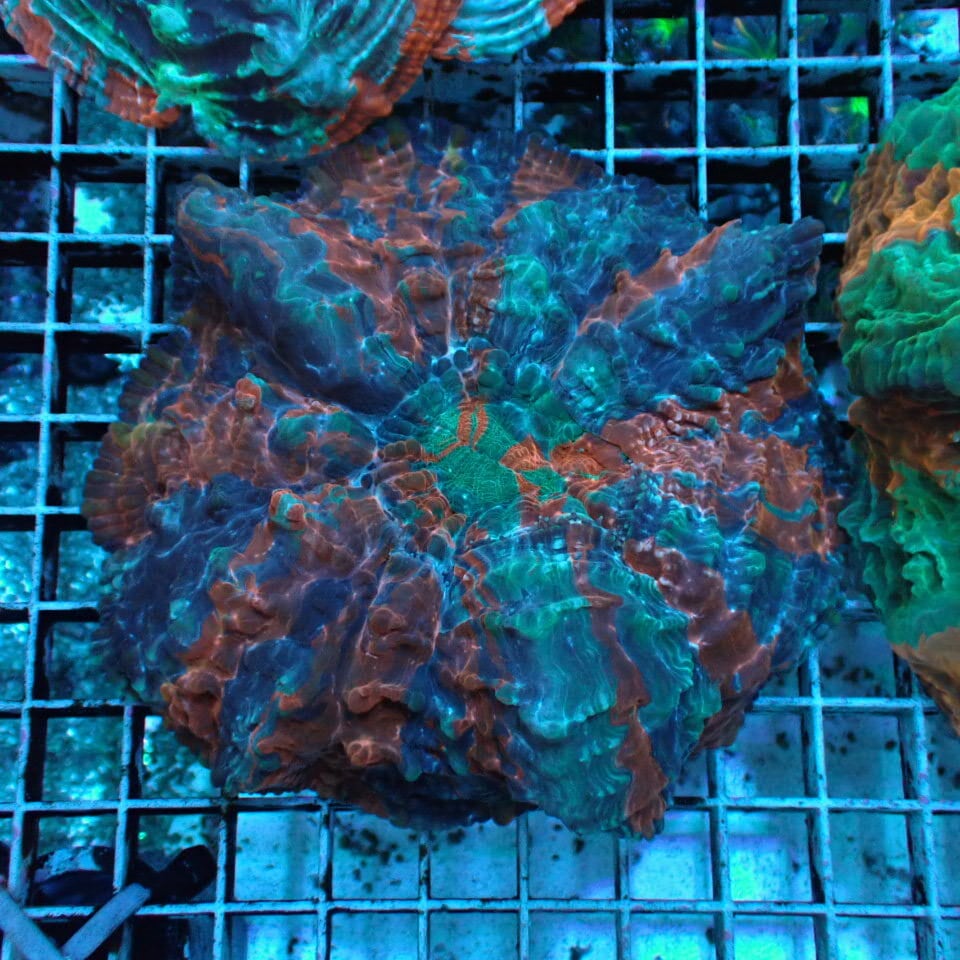 n334 アザミハナガタサンゴ | HOUSE REEF(ハウスリーフ)サンゴ・海水魚