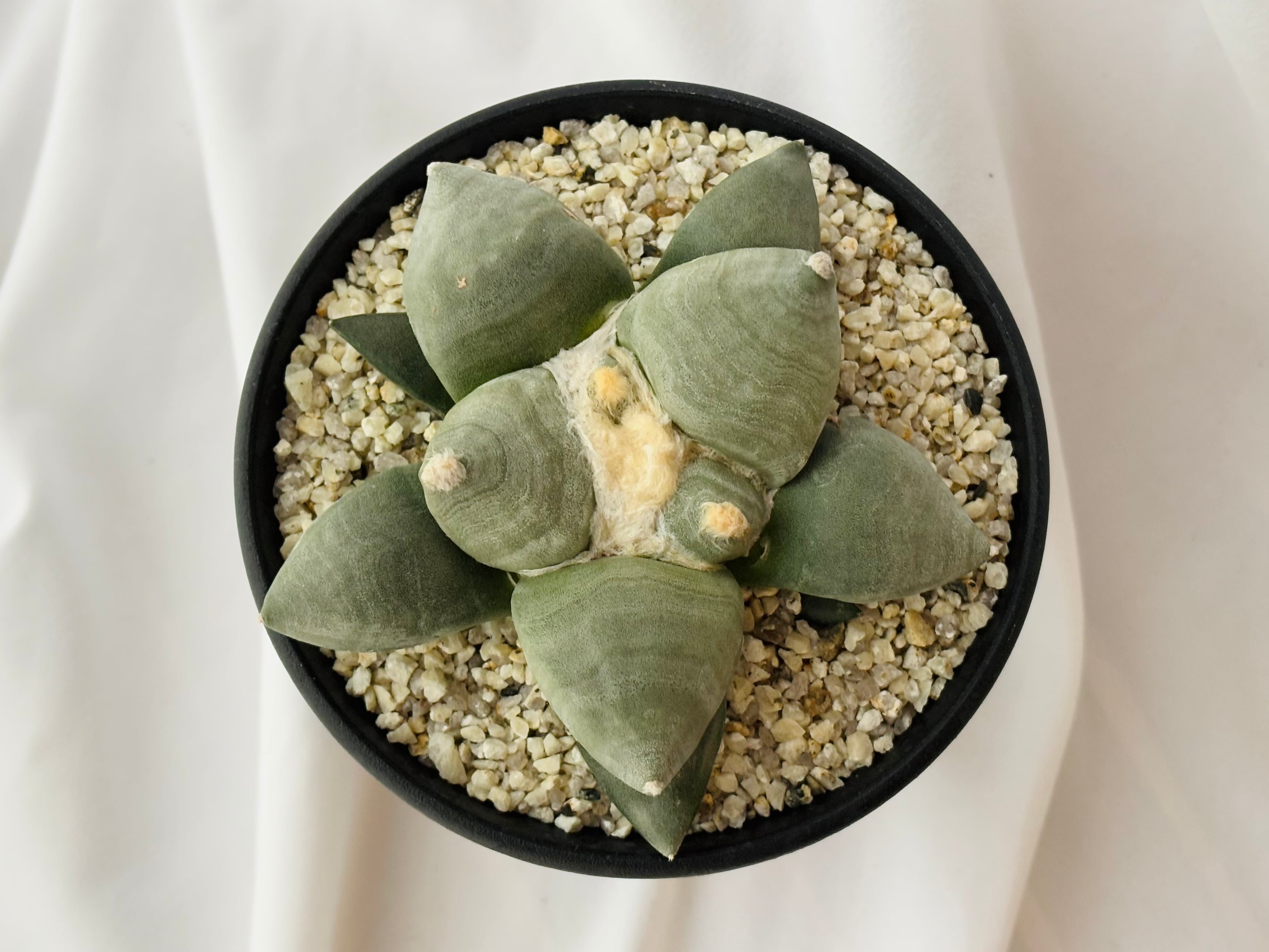Ariocarpus furfuraceus f. アリオカルプス 大疣青磁牡丹 サボテン