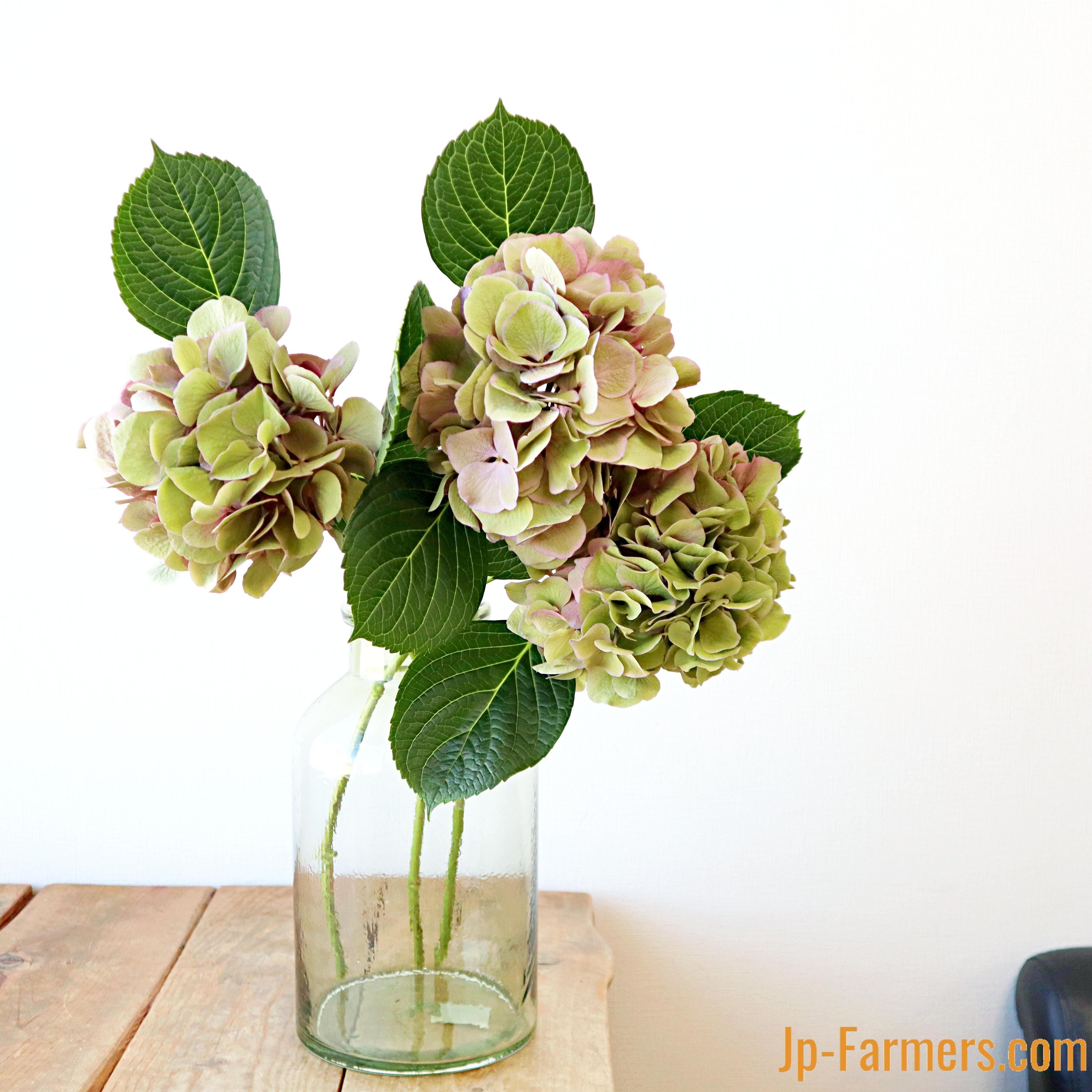 みおり様特別専用ページ　新鮮なアジサイの花房（ピンク・クリーム・緑） みおり様特別専用ページ 新鮮なアジサイの花房（ピンク・クリーム・緑