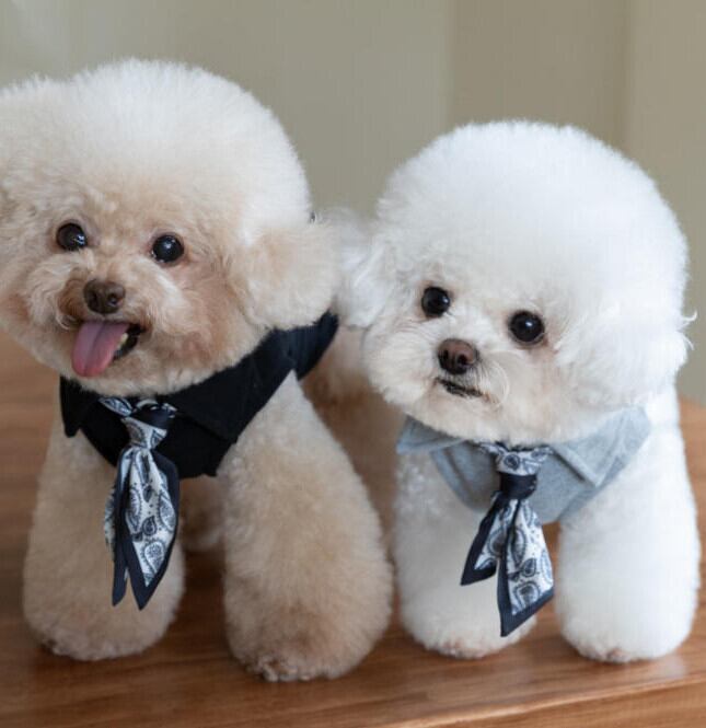 《予約》1103298 オシャレネクタイあったかトップス