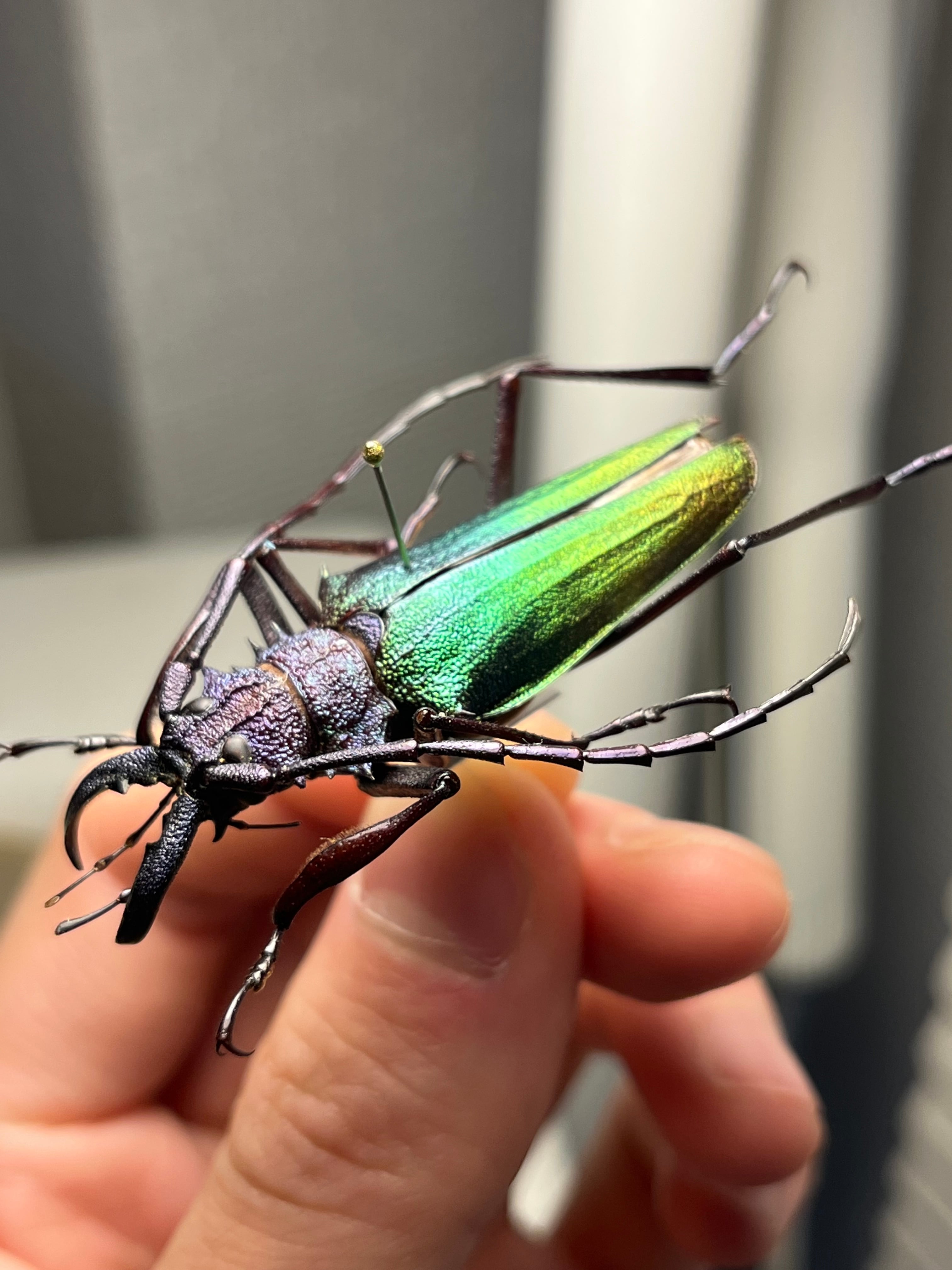 青緑黄】ルリオニカミキリ ムラサキオニノコギリカミキリ