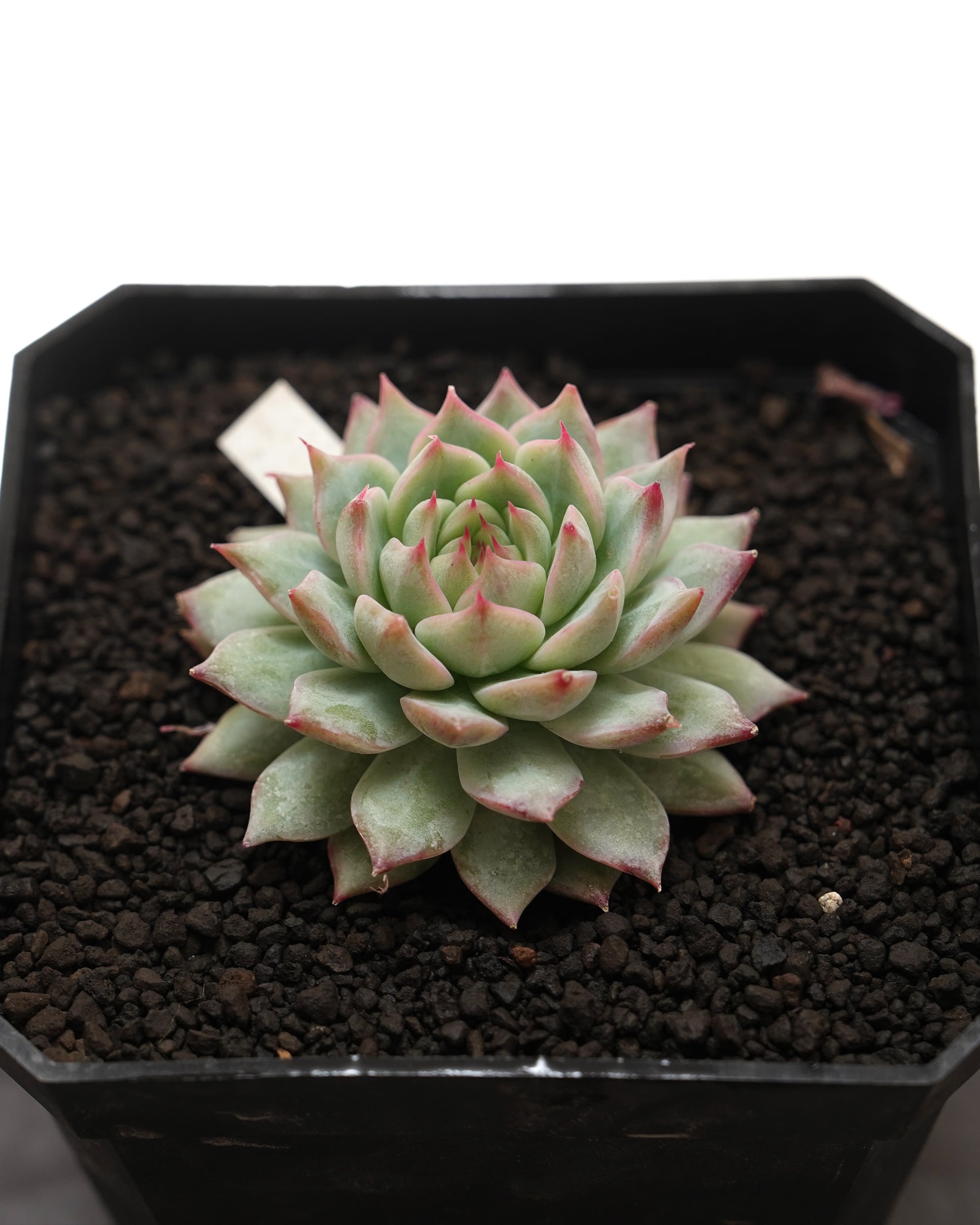 発根済カット苗 ティッピー Echeveria 'Tippy' | PUKUBOOK SUCCULENTS