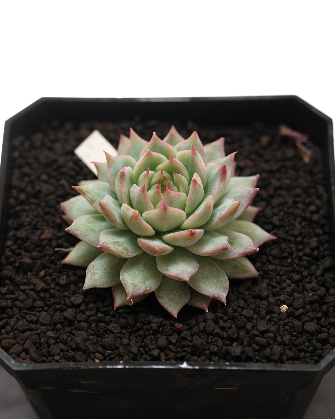 発根済カット苗 ティッピー Echeveria 'Tippy'