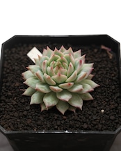 発根済カット苗 ティッピー Echeveria 'Tippy'