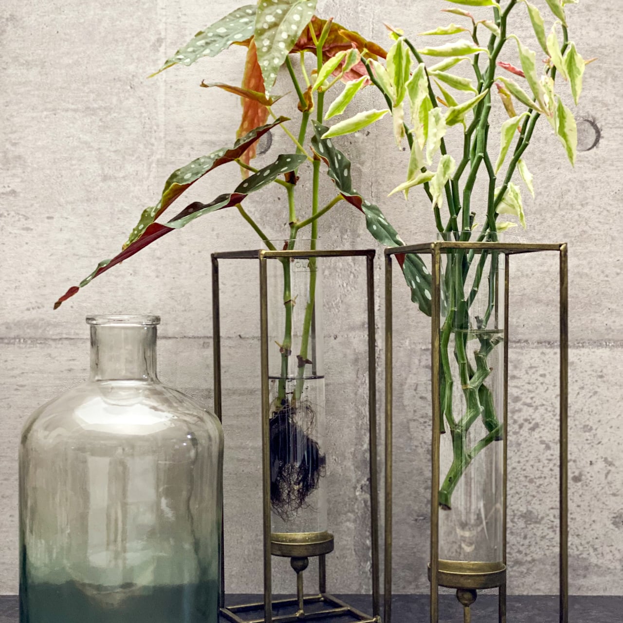 モダンなのにらくらくオシャレな観葉植物の水耕栽培 < L Size