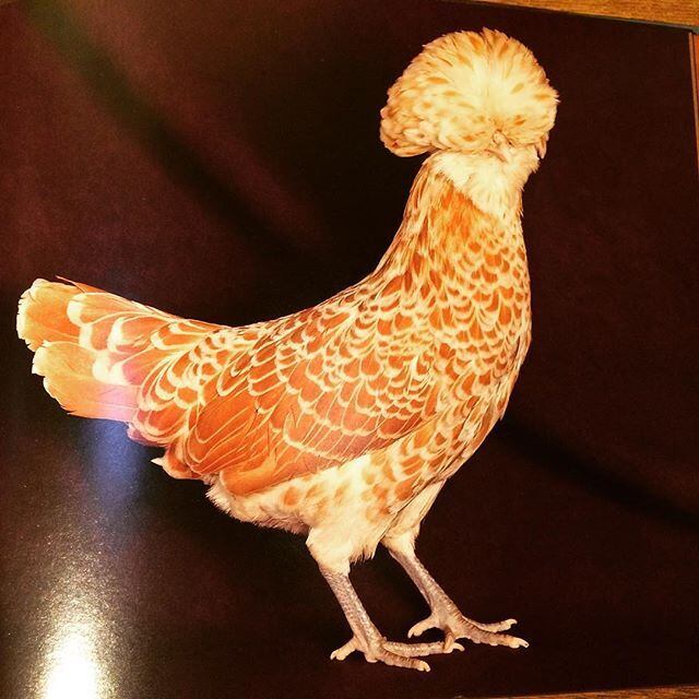 写真集「Beautiful Chickens」 - 画像3