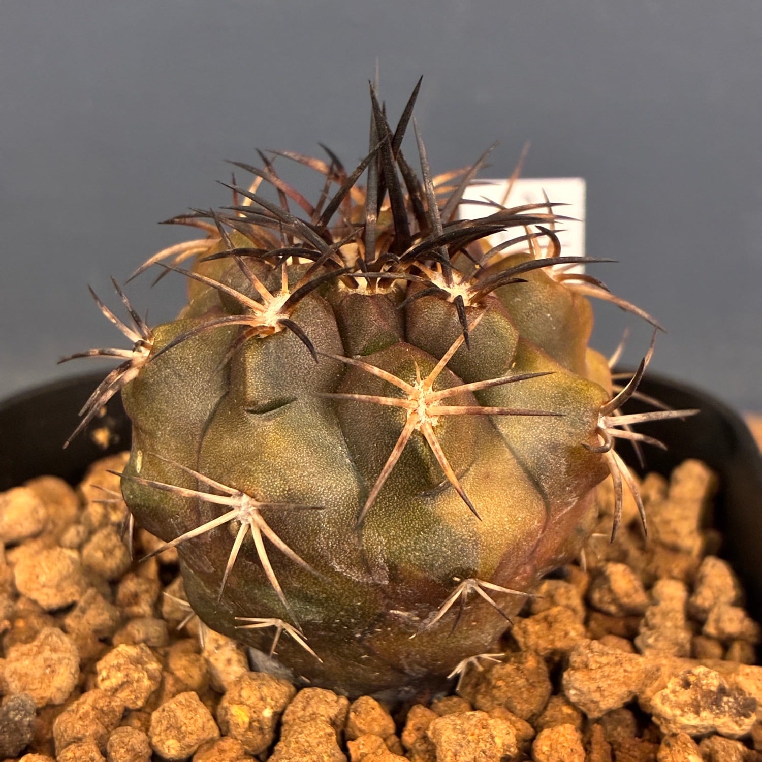 羅本製所　Robin copiapoa x Poh Copiapoa】サボテン コピアポア デュラ 銅羅丸実生【710】 | PROTOLEAF