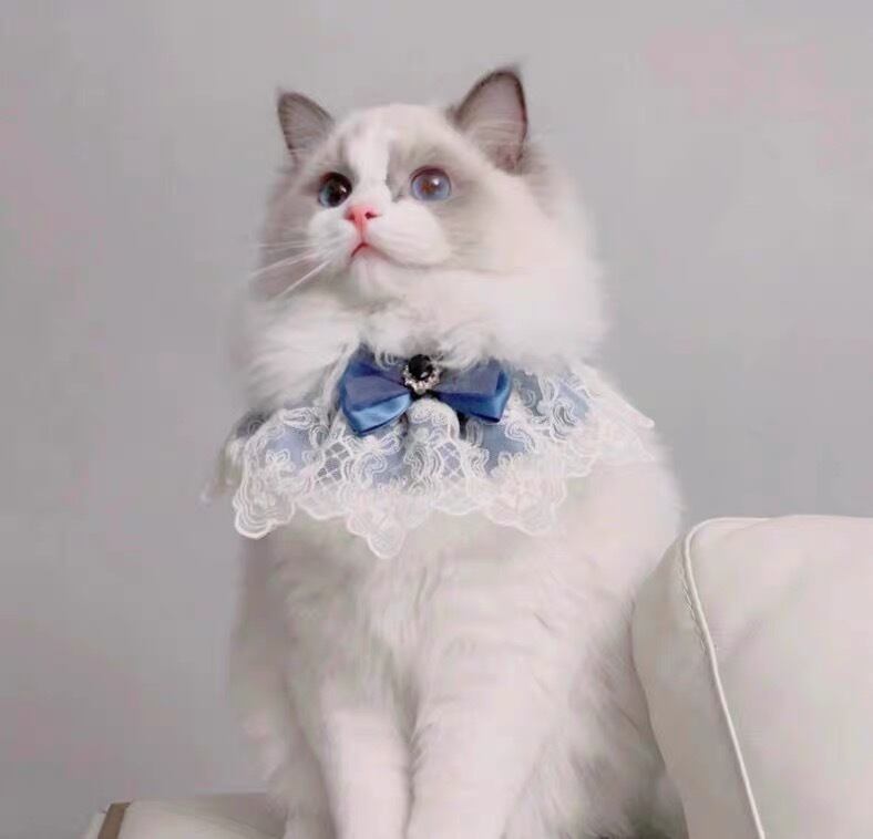 ROYAL BLUEレースエプロン 猫 付け襟