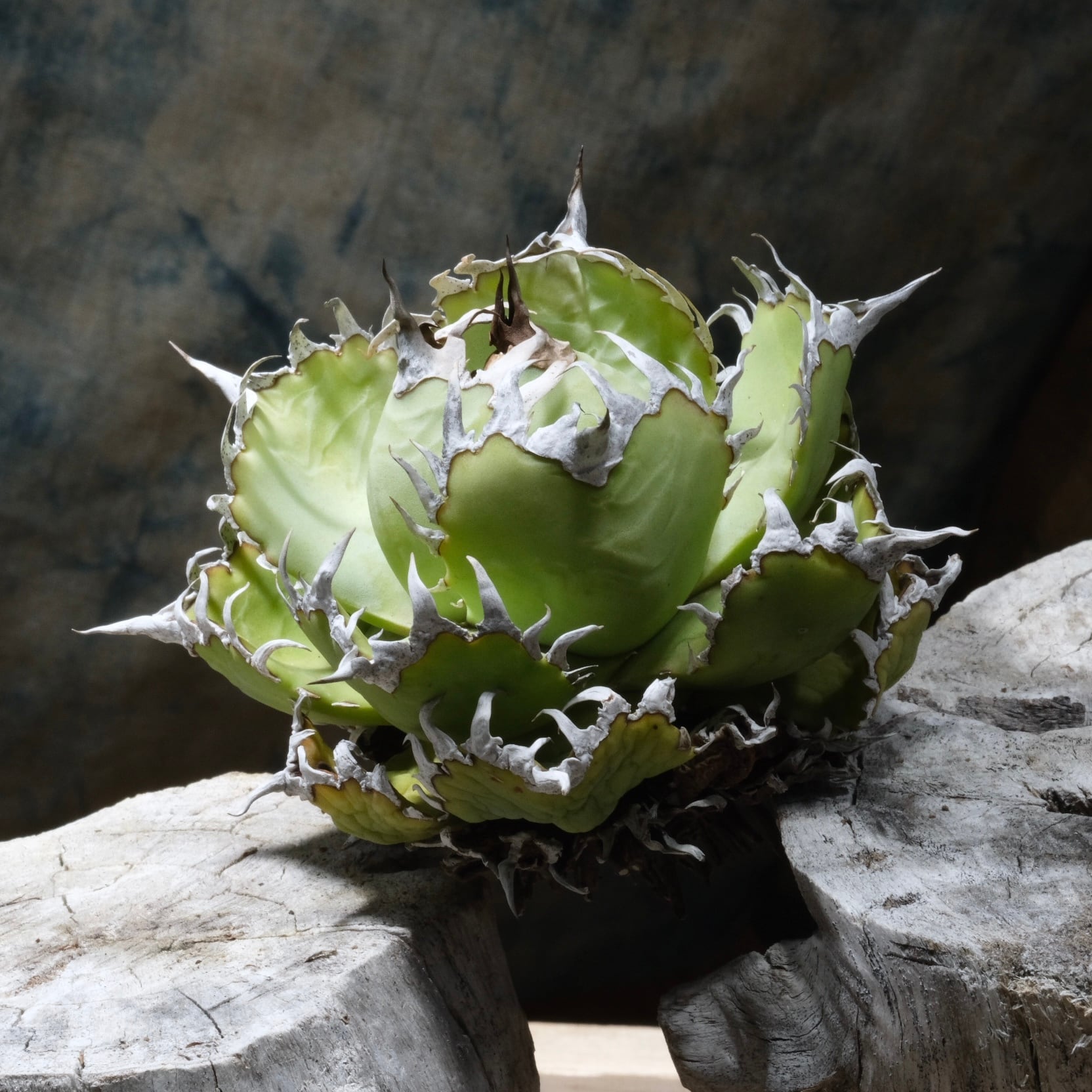 Agave titanota Wabi チェリーボム 13cm(子株付） | wabi