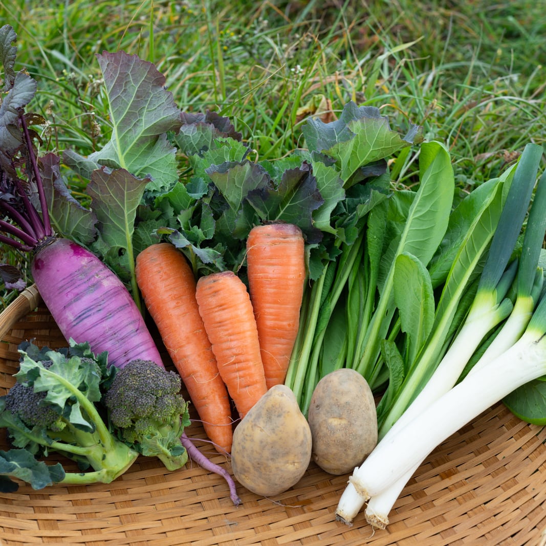 定期便 毎週】季節の野菜BOX 通常サイズ | 海自然農苑 オンラインストア