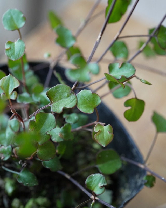 ワイヤープランツ　ワイヤースペード　３号