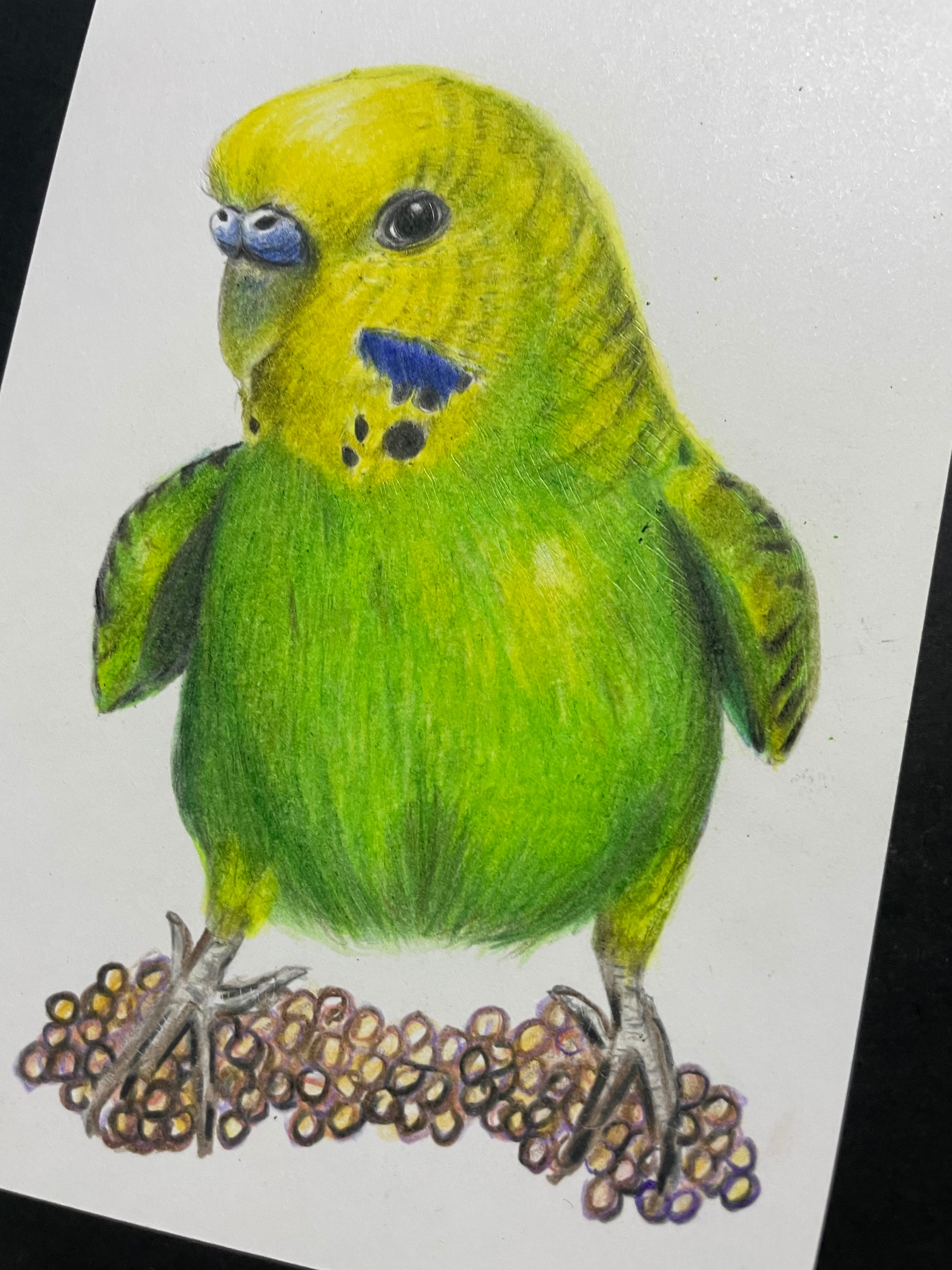 色鉛筆画 インコ(原画) d335cf5154103447a126bcbde04964