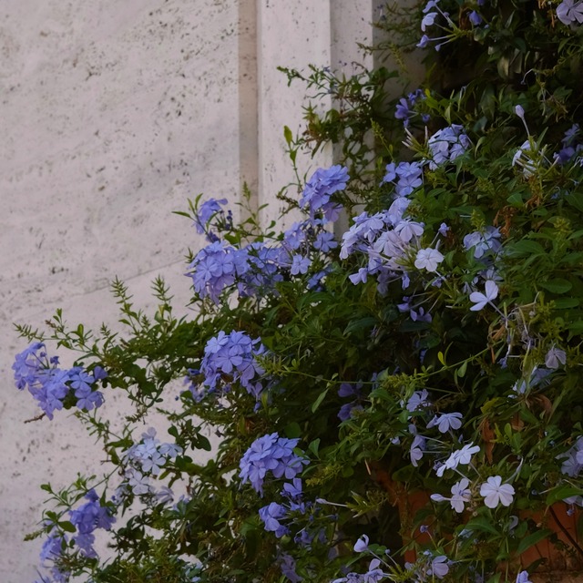 紫の花(ルリマツリ)ピアス