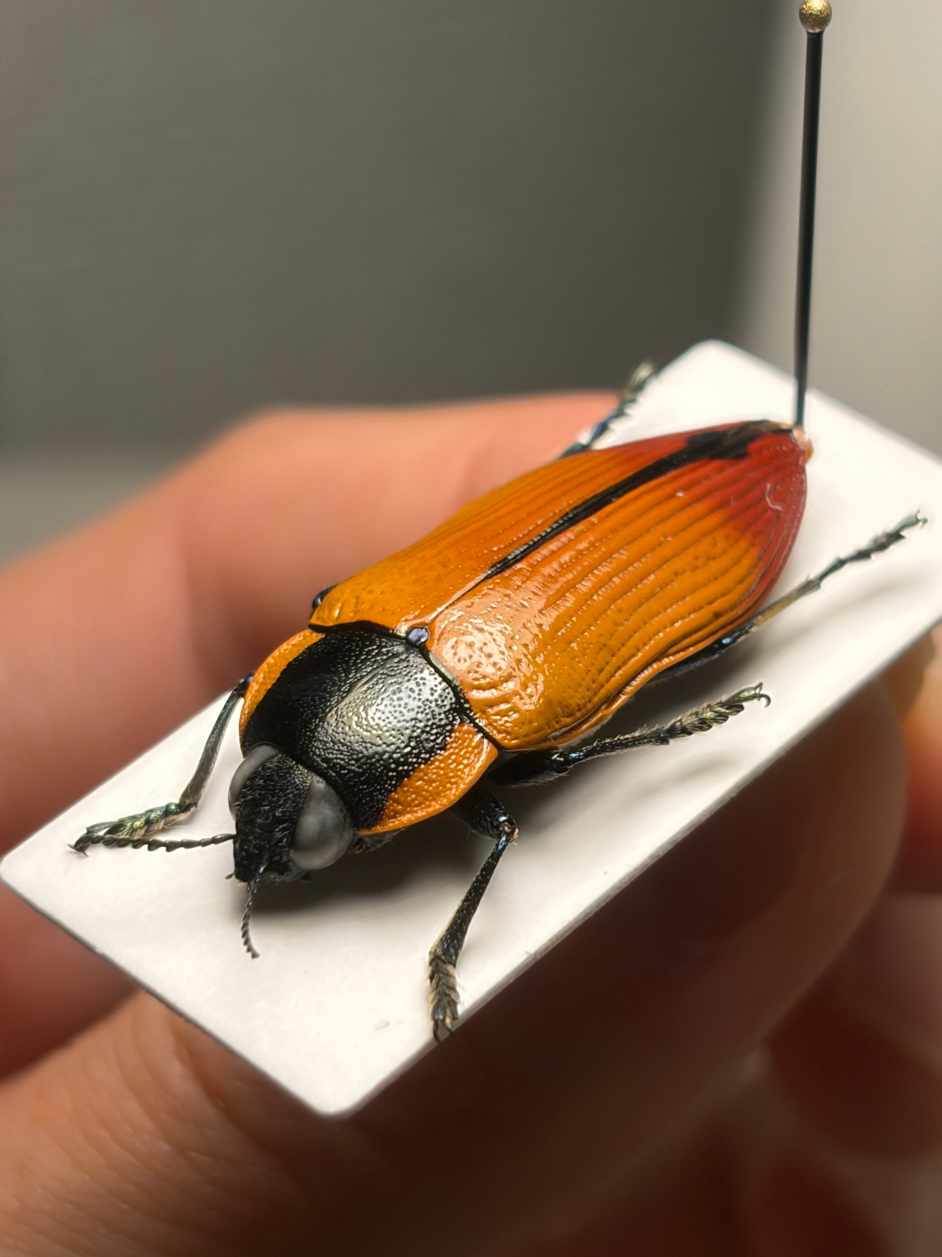 31mm】Temognatha variabilis オーストラリアのタマムシ きらめく甲虫